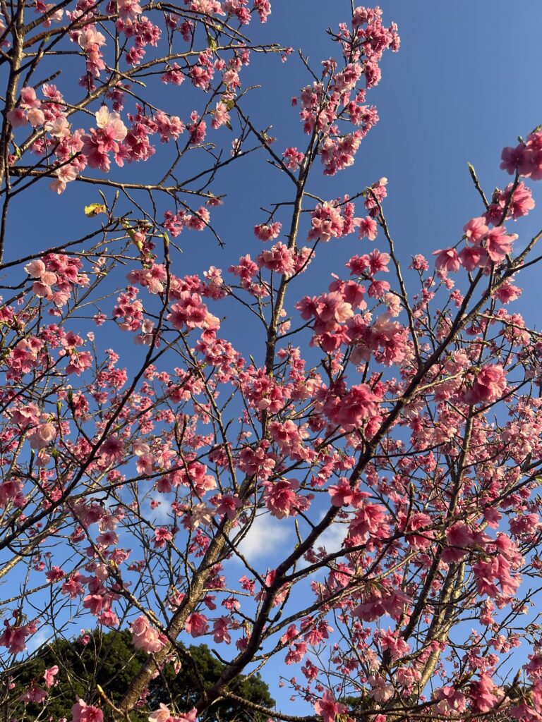 沖縄でキレイな桜を見に行くなら今帰仁城跡(なきじんじょうあと)？！
